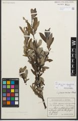 Foto von Salix glaucosericea Flod. x Salix hegetschweileri Heer